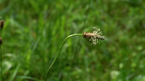 Mengembangkan Buah Buahan Dari Ribwort Plantain Plantago Lanceolata Dalam Lingkungan — Stok Video