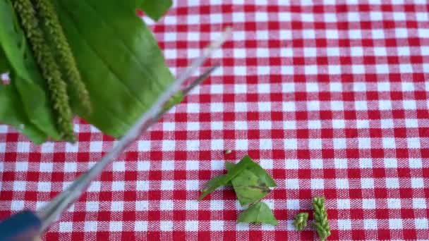 Cięcie Plantago Małe Kawałki Nożyczkami Herbaty — Wideo stockowe