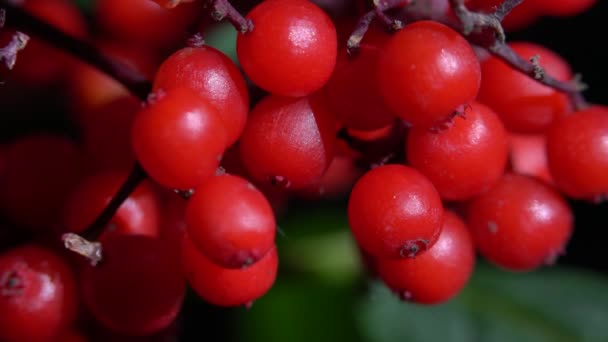 Frutos Maduros Sabugueiro Vermelho Ligeira Brisa Sambucus Racemosa — Vídeo de Stock