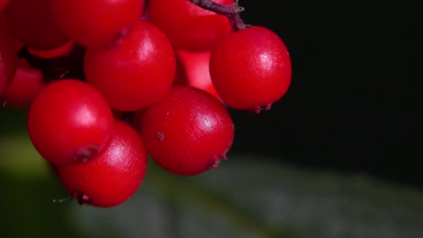 Frutos Maduros Sabugueiro Vermelho Ligeira Brisa Sambucus Racemosa — Vídeo de Stock