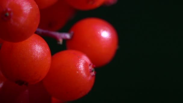 Frutos Maduros Sabugueiro Vermelho Ligeira Brisa Sambucus Racemosa — Vídeo de Stock