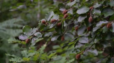 Alacakaranlıkta kayın dallarındaki meyveler (Fagus sylvatica)