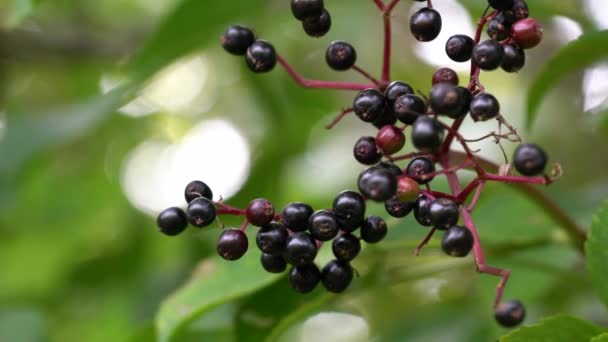 Frutos Maduración Del Viejo Negro Ambiente Natural Sambucus Nigra — Vídeo de stock