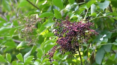 Doğal ortamda Kara Elder 'in olgunlaşan meyveleri (Sambucus nigra)