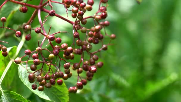 Fruits Mûrs Sureau Noir Milieu Naturel Sambucus Nigra — Video