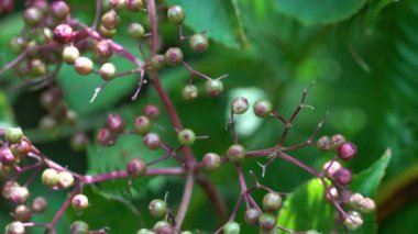 Doğal ortamda Kara Elder 'in olgunlaşan meyveleri (Sambucus nigra)