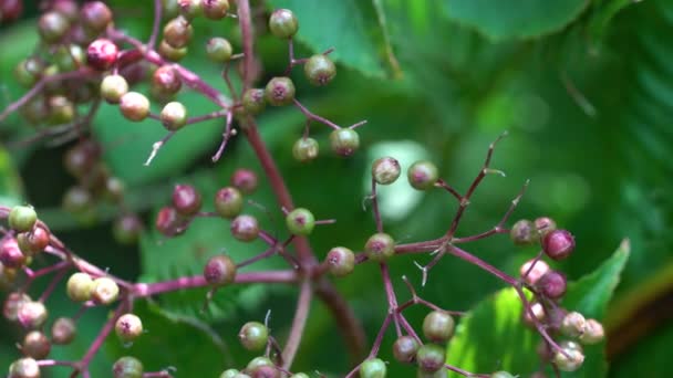 Dojrzewające Owoce Czarnej Starszyzny Środowisku Naturalnym Sambucus Nigra — Wideo stockowe
