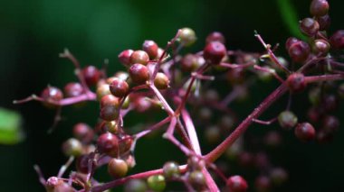 Doğal ortamda Kara Elder 'in olgunlaşan meyveleri (Sambucus nigra)