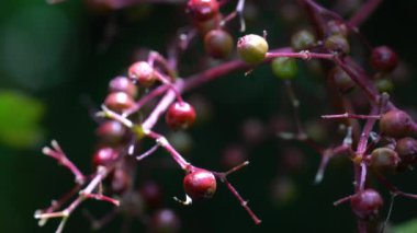 Doğal ortamda Kara Elder 'in olgunlaşan meyveleri (Sambucus nigra)