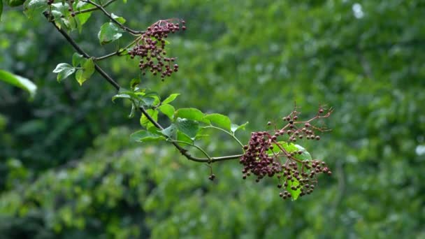 Mogna Frukter Svart Fläder Naturlig Miljö Sambucus Nigra — Stockvideo