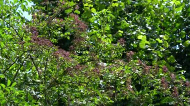 Doğal ortamda Kara Elder 'in olgunlaşan meyveleri (Sambucus nigra)