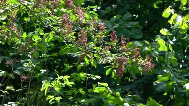 Fekete Vén Érlelése Természetes Környezetben Sambucus Nigra — Stock videók