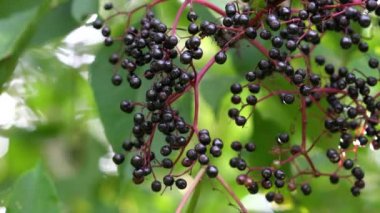 Doğal ortamda Black Elder 'ın olgun meyveleri (Sambucus nigra)