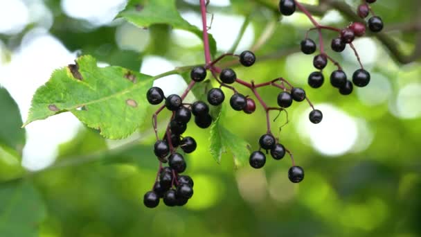 Fekete Vén Érett Termése Természetes Környezetben Sambucus Nigra — Stock videók