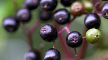 Doğal ortamda Black Elder 'ın olgun meyveleri (Sambucus nigra)