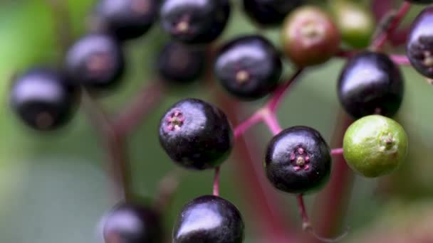 Fruits Mûrs Sureau Noir Milieu Naturel Sambucus Nigra — Video