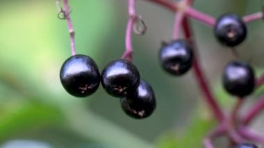 Doğal ortamda Black Elder 'ın olgun meyveleri (Sambucus nigra)