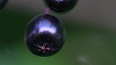 Doğal ortamda Black Elder 'ın olgun meyveleri (Sambucus nigra)