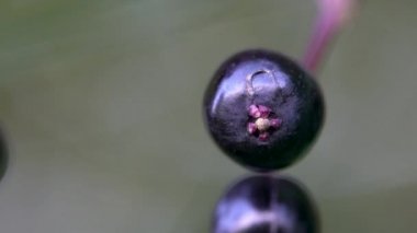 Doğal ortamda Black Elder 'ın olgun meyveleri (Sambucus nigra)