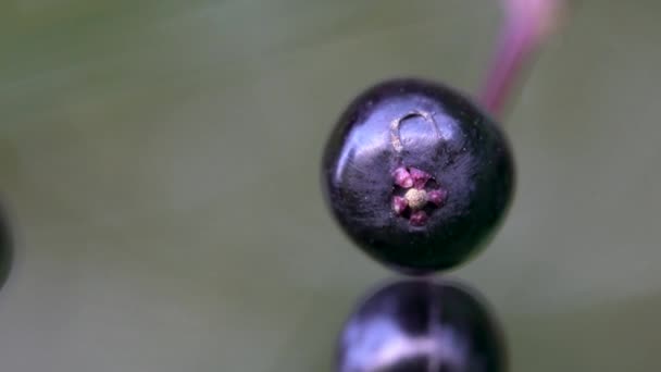 환경에서 연장자의 Sambucus Nigra — 비디오