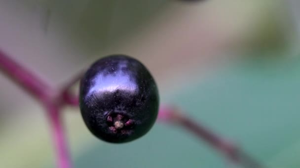 Frutos Maduros Black Elder Ambiente Natural Sambucus Nigra — Vídeo de Stock