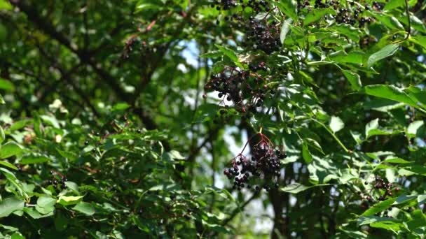 Frutos maduros de Black Elder em ambiente natural (Sambucus nigra) — Vídeo de Stock