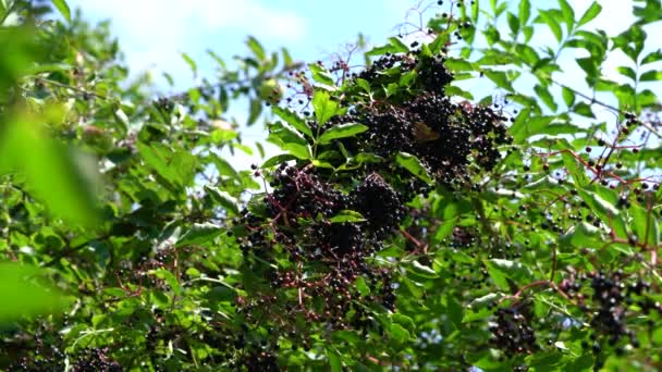 Mogna frukter av svart fläder i naturlig miljö (Sambucus nigra) — Stockvideo