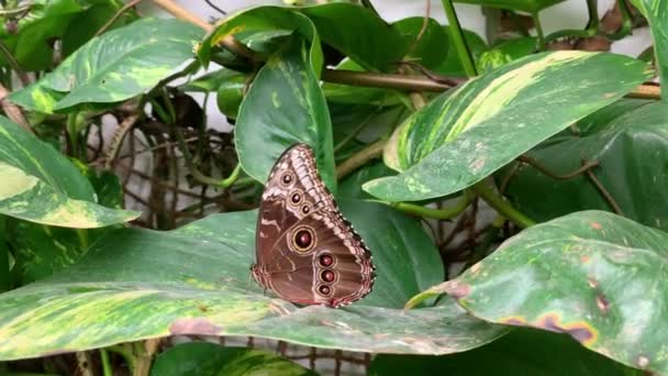 Grande Farfalla Sulla Foglia Butterfly House Diana Karlovy Vary — Video Stock