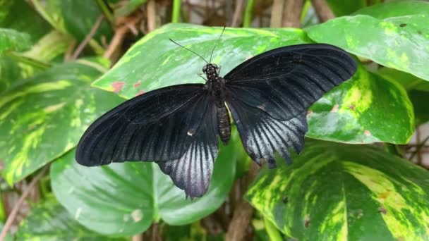 Velký Motýl Listu Butterfly House Diana Karlovy Vary Skvělý — Stock video