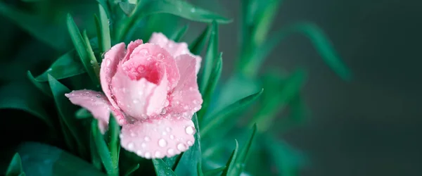 Blooming Pink Carnation Drops Dew Macro Shooting Selective Focus One — Stock Photo, Image