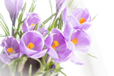 Çiğdemler rastsvesel pencere üzerinde bir grup. Makro çekim. Seçici odak. Bulanıklık. Kavram kartları için tebrikler. Annem için sonsuz çiçekler.