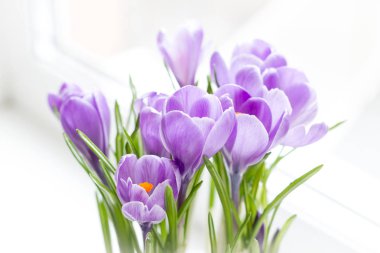 A group of crocuses rastsvesel on the windowsill. Macro shooting. Selective focus. Blur. Concept cards for congratulations. Eternal flowers for mom. clipart