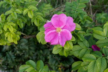 yabani gül çiçek gün güneşli yaz