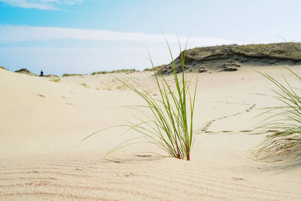 Hierba Que Crece Las Arenas Las Dunas Saliva Curónica Hombre — Foto de Stock