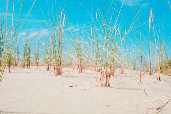 Hierba Que Crece Las Dunas Saliva Curónica Contra Cielo — Foto de Stock