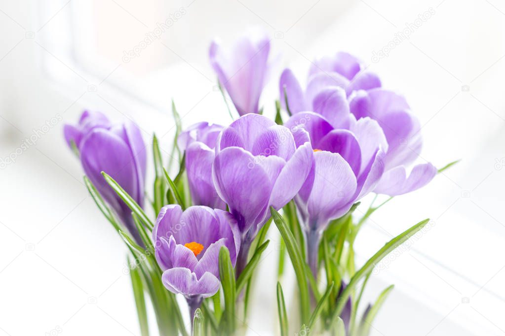 A group of crocuses rastsvesel on the windowsill. Macro shooting. Selective focus. Blur. Concept cards for congratulations. Eternal flowers for mom.
