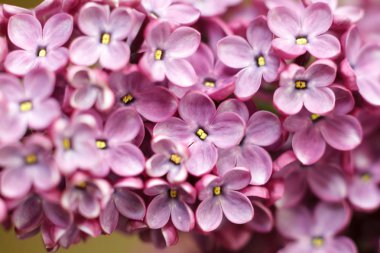 Lila mor çiçekler açan güzel. Yumuşak odak fotoğraf