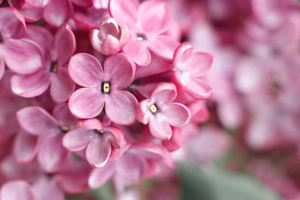 Όμορφα Ανθισμένα Μοβ Λιλά Λουλούδια Φωτογραφία Απαλή Εστίαση — Φωτογραφία Αρχείου