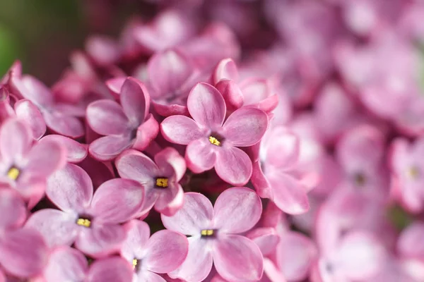 Vackra Blommande Lila Lila Blommor Mjukt Fokus Foto — Stockfoto