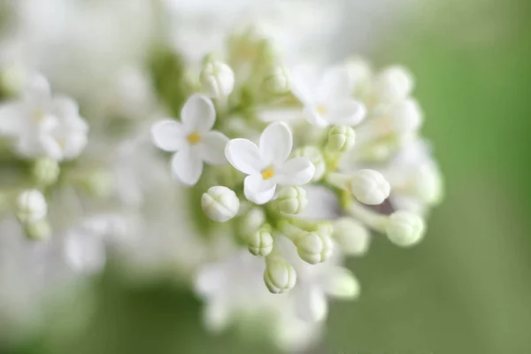 Blommande Vit Lila Blommor Mjukt Fokus — Stockfoto