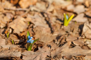 çiçek mavi scilla yeşillik ile büyür