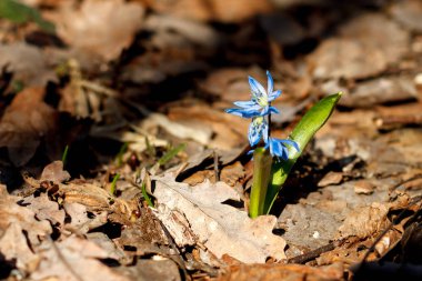 çiçek mavi scilla yeşillik ile büyür