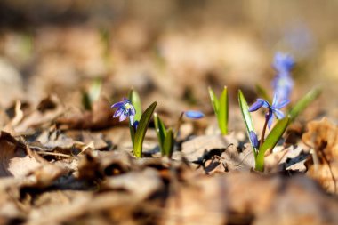 çiçek mavi scilla yeşillik ile büyür