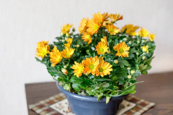 Bush Orange Chrysanthemum Pot — Stock Photo, Image