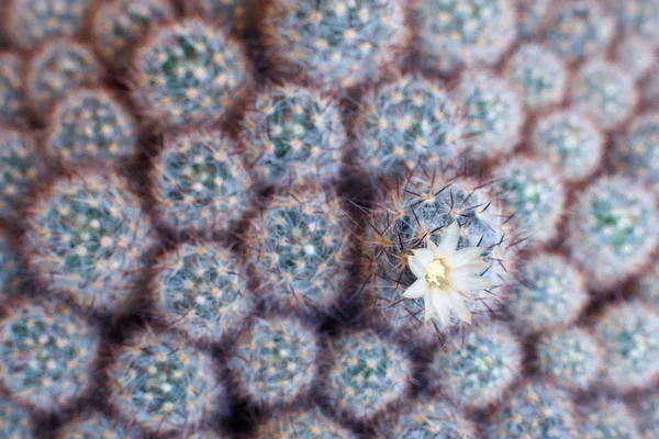 Natural Texture Many Small Green Cactus — Stock Photo, Image