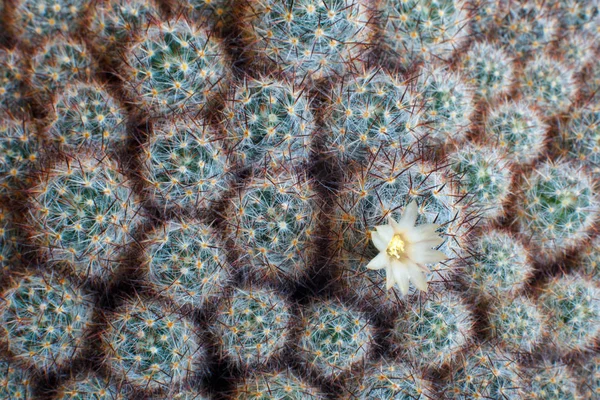 Naturlig Textur Många Små Gröna Cactus — Stockfoto