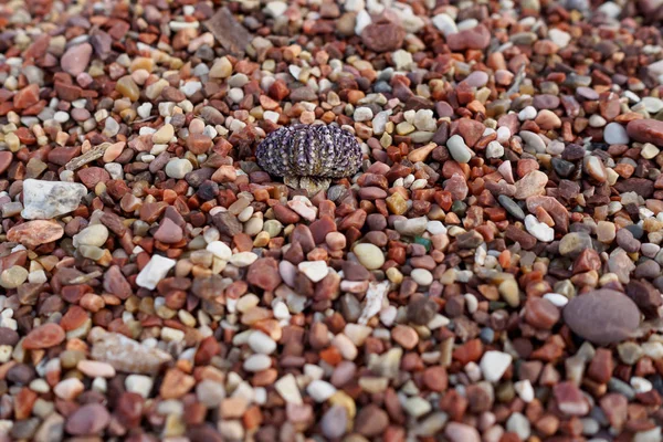 Małe Kamyczki Clam Shell Wybrzeżu Morza Adriatyckiego Czarnogórze Podłoże Tekstury — Zdjęcie stockowe