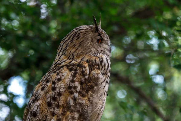pensive look of an owl. listen to the sounds.