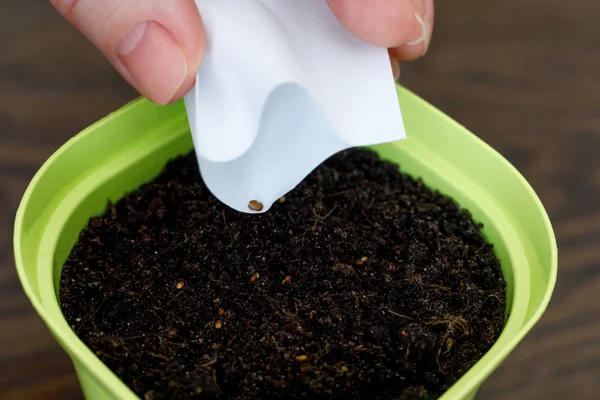 Plant the seeds in a pot of soil — Stock Photo, Image