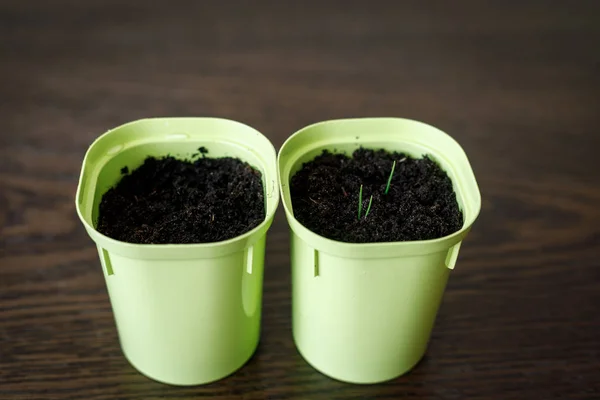 Two plastic cups with the ground. in one sprouted green shoots — Stock Photo, Image